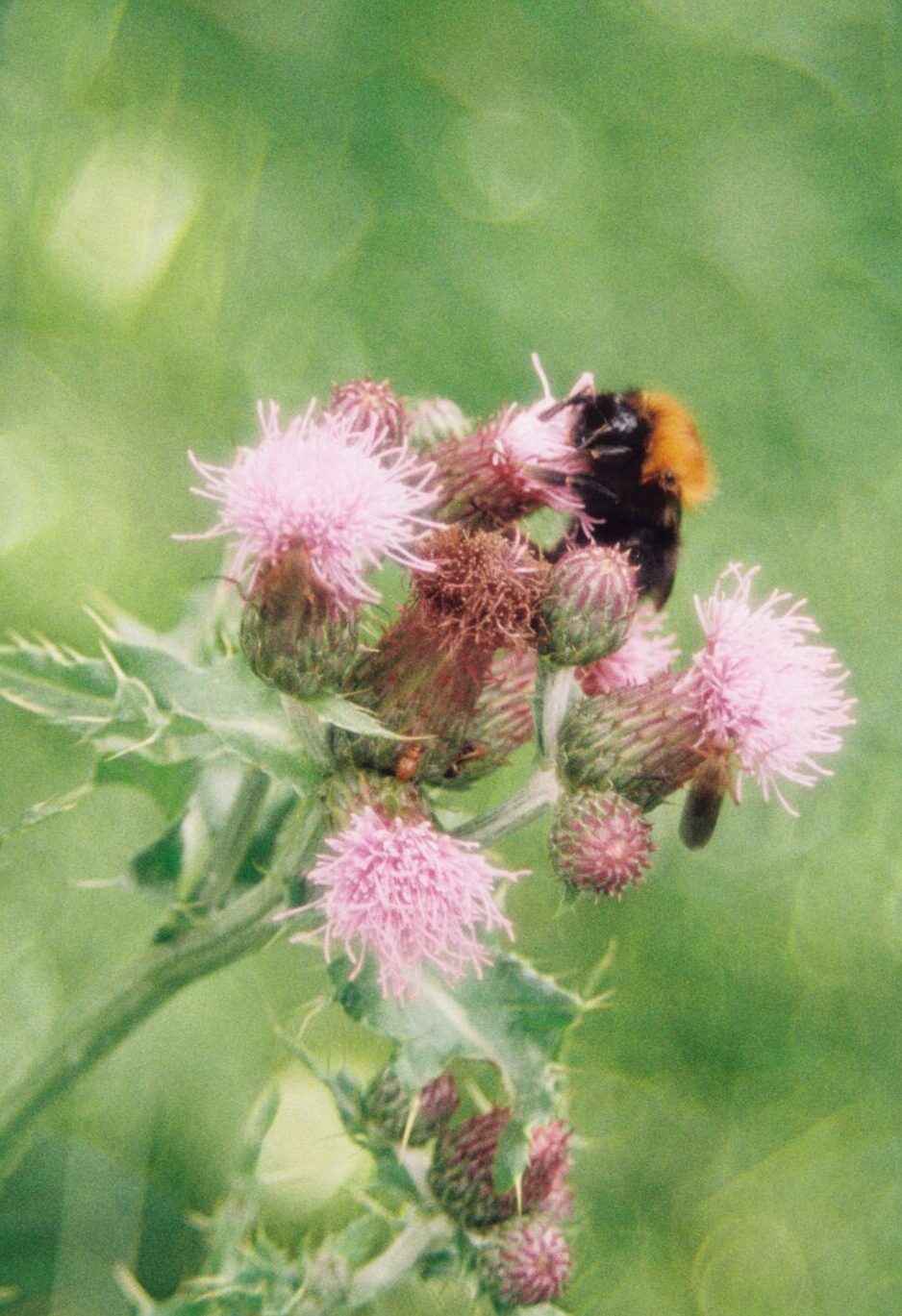 Hommel op een akkerdistel, een belangrijke pioniersplant in het voedselbos die biodiversiteit ondersteunt