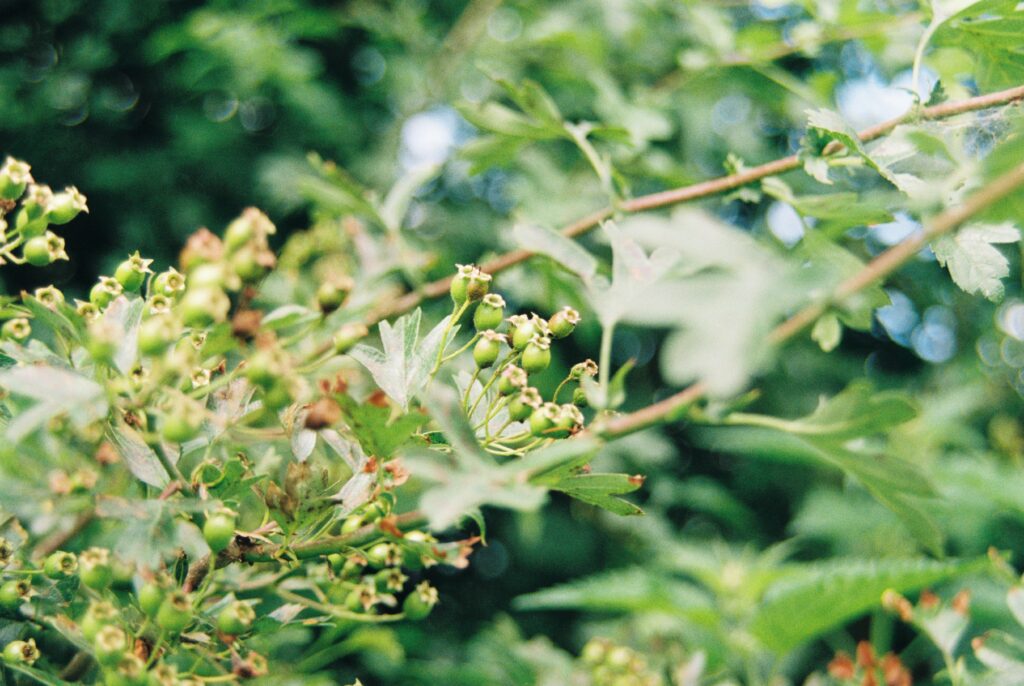 Inheemse vlierbes met bloemen en bessen, een sleutelplant in een voedselbos